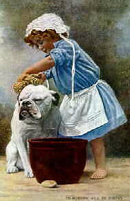 washing a bulldog